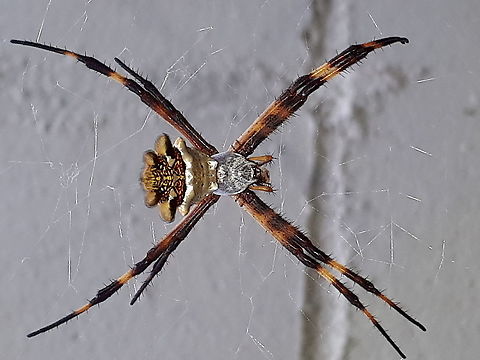 Silver garden orb weaver Came across this spider wail walking a nature trail in Suriname.
I'm sorry, but the picture turned 90 degrees Argiope argentata,Geotagged,Silver Argiope,Spring,Suriname