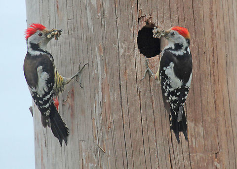 Middle spotted woodpecker Saw this couple at the Moni Limonos monastery on Lesvos Greece, a year later the nest was taken by a few sparrows. Dendrocopos medius,Dendrocoptes medius,Geotagged,Greece,Middle Spotted Woodpecker,Middle spotted woodpecker,Spring