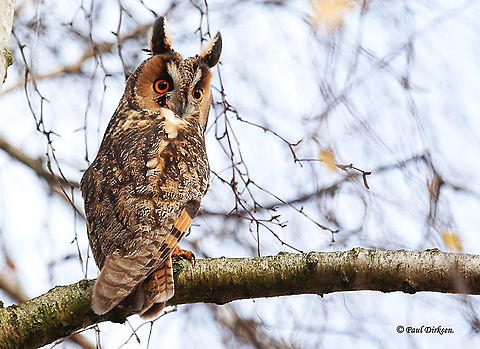 Long eared owl In a residential area in my hometown I spotted this long eared beauty. Asio otus,Fall,Geotagged,Long-eared Owl,Netherlands
