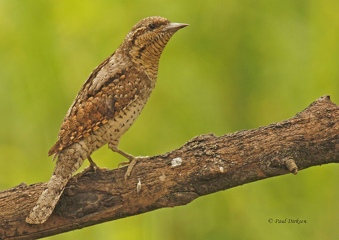 Eurasian Wryneck Came across this bird in Hungary , my most beautiful wryneck ever. Eurasian wryneck,Jynx torquilla