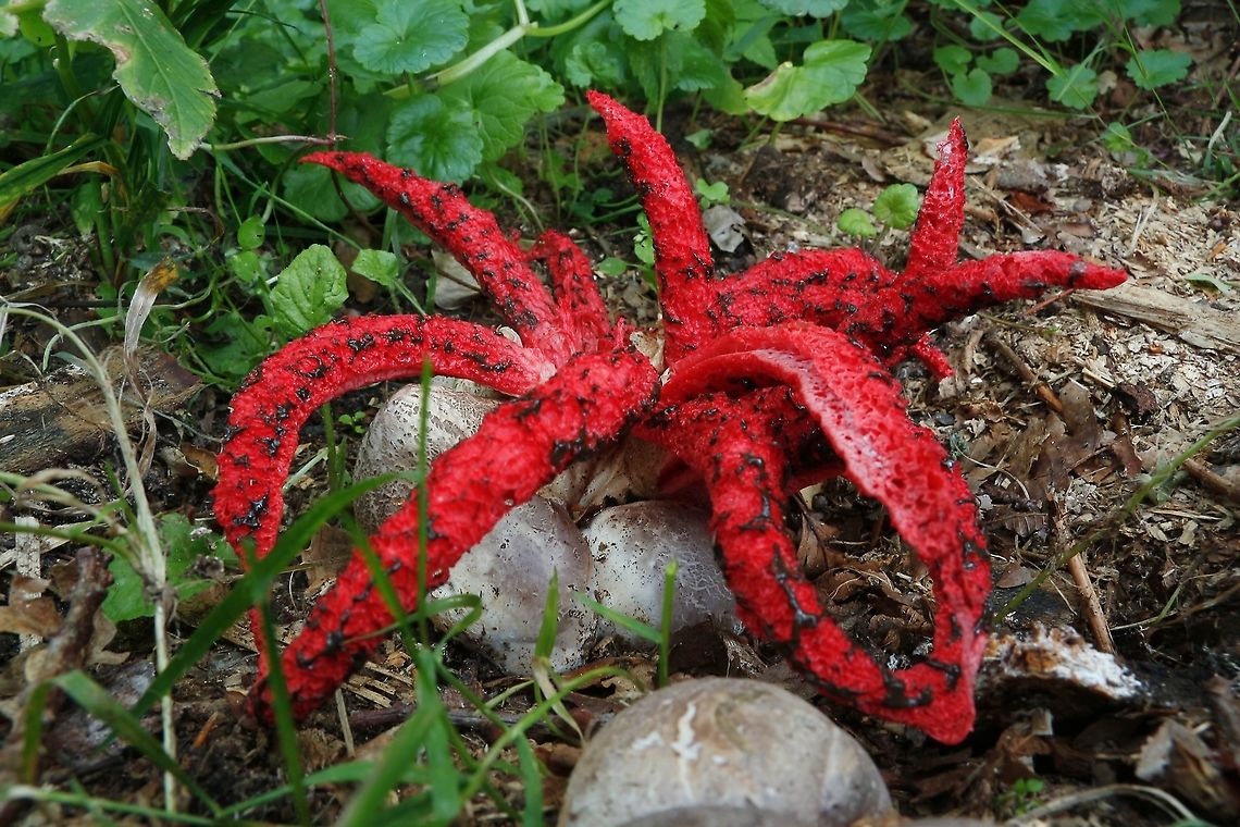 Octopus stinkhorn. In the backyard of our King of the Netherlands (Willem Alexander) I found this stinky fungi, smells like a dead animal. Clathrus archeri,Geotagged,Netherlands,Octopus Stinkhorn,Summer