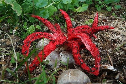 Octopus stinkhorn. In the backyard of our King of the Netherlands (Willem Alexander) I found this stinky fungi, smells like a dead animal. Clathrus archeri,Geotagged,Netherlands,Octopus Stinkhorn,Summer