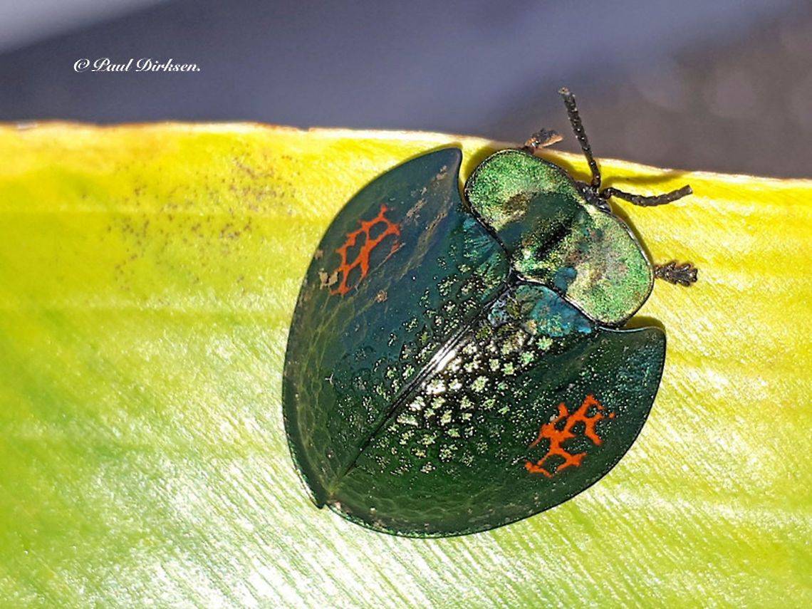 Tortois beetle, Agenysa caedemadens I found this beetle on a leaf at the Brokopondodam in Suriname.<br />
 seize is about 16 mm. Agenysa caedemadens,Geotagged,Spring,Suriname