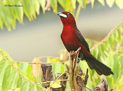 Silver-beaked tanager This little beauty wanted his picture taken,  he flew into my backyard when I stayed in Paramaribo Suriname last year Geotagged,Ramphocelus carbo,Spring,Suriname,silver-beaked tanager