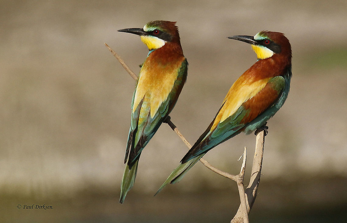 European Bee-eater Coming-in on the Island of Lesvos in may from Africa, and waiting for me to take this photo, the most colorful bird on the Island.<br />
enlarge for a better view . European bee-eater,Geotagged,Greece,Merops apiaster,Spring
