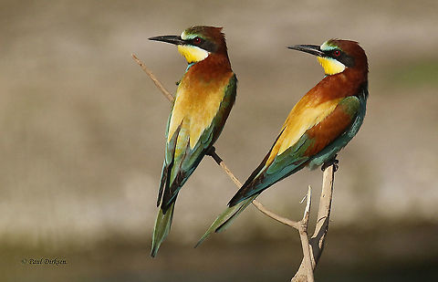 European Bee-eater Coming-in on the Island of Lesvos in may from Africa, and waiting for me to take this photo, the most colorful bird on the Island.
enlarge for a better view . European bee-eater,Geotagged,Greece,Merops apiaster,Spring