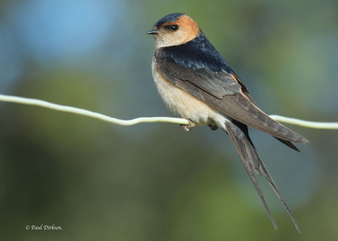 Red-rumped swallow Saw this bird at the camping site in Monfraq&uuml;e Extremadura Spain. Cecropis daurica,Red-rumped swallow