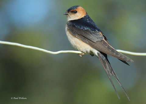 Red-rumped swallow Saw this bird at the camping site in Monfraqüe Extremadura Spain. Cecropis daurica,Red-rumped swallow