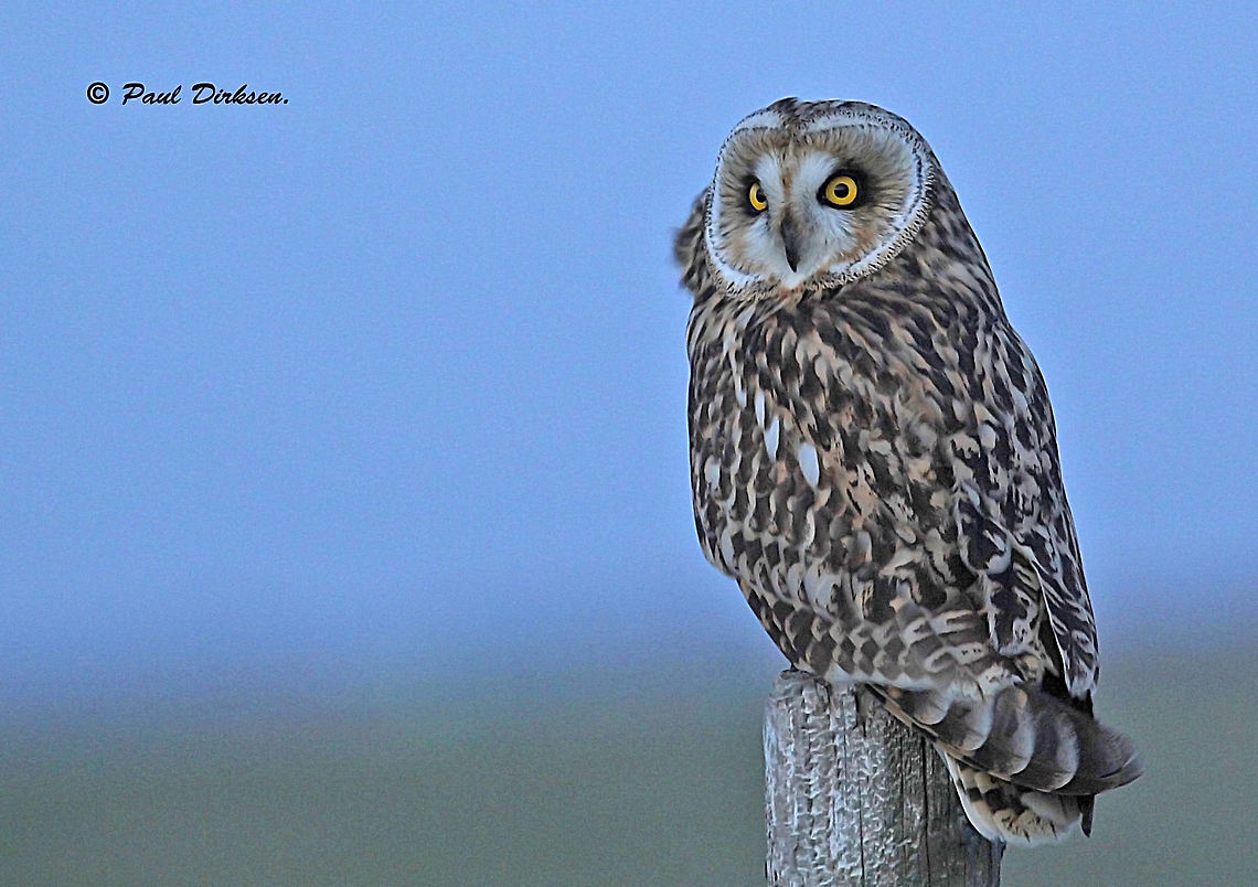 Short eared owl. On januari 13 We saw this owl on this pole, for me the opportunity to take a photo and share it with you guys. Asio flammeus,Short-Eared Owl