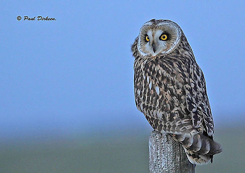 Short eared owl. On januari 13 We saw this owl on this pole, for me the opportunity to take a photo and share it with you guys. Asio flammeus,Short-Eared Owl