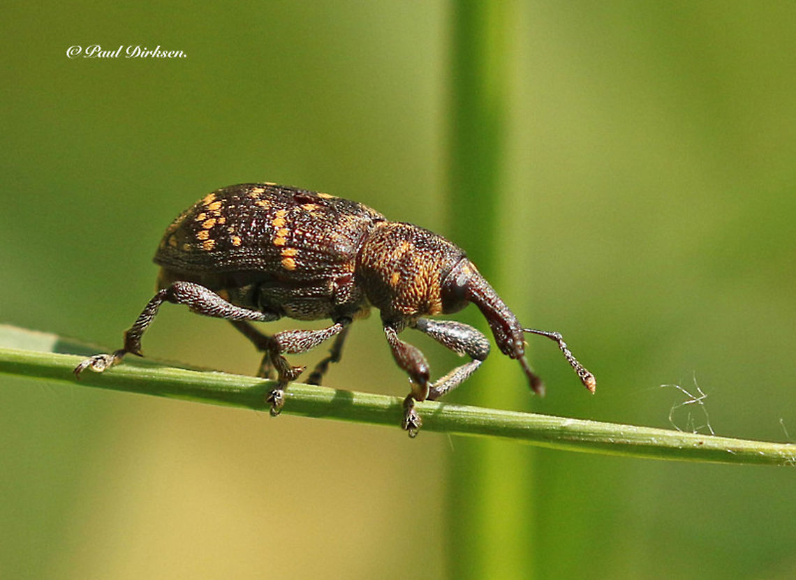 Pine Weevil This 12/14 mm weevil walk into a dead-end street, (end of the line).<br />
I took this photo with my 100/400 mm telelens, and voila it works. Hylobius abietis,Large pine weevil