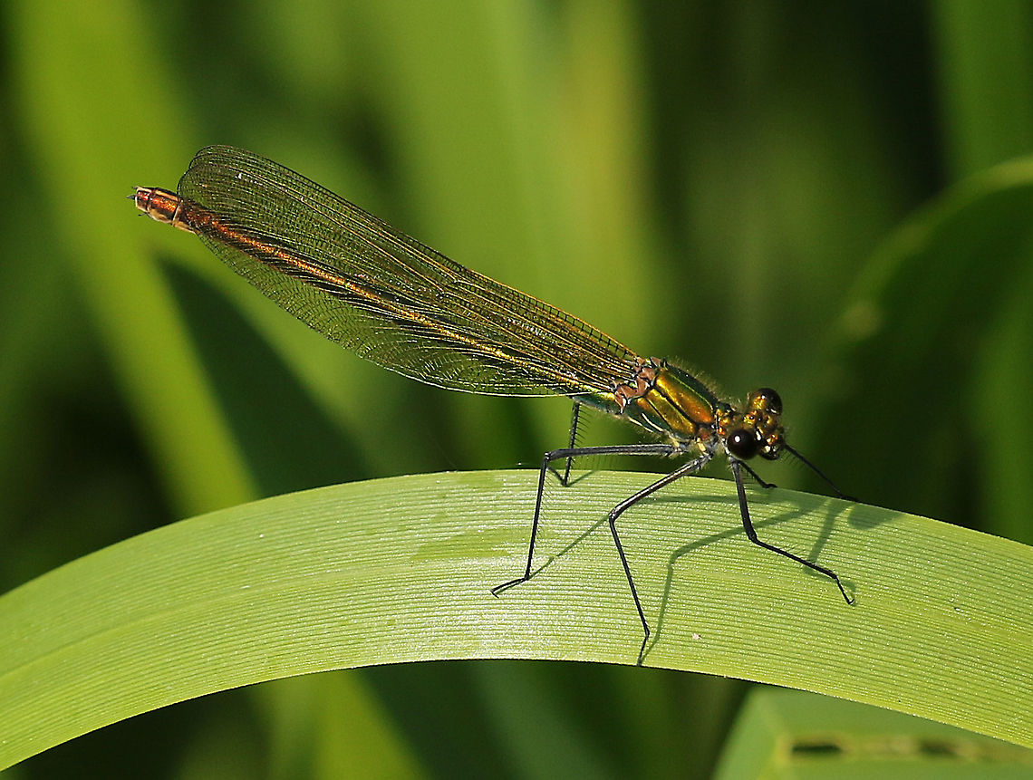 Banded Demoiselle This beauty spotted close to my house, this is a female, the male has dark spots at the end of there wings. Calopteryx splendens,banded damoiselle