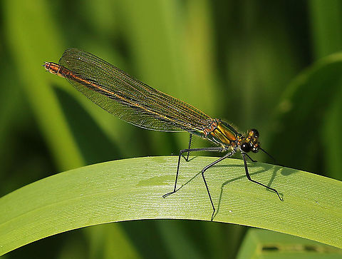 Banded Demoiselle This beauty spotted close to my house, this is a female, the male has dark spots at the end of there wings. Calopteryx splendens,banded damoiselle