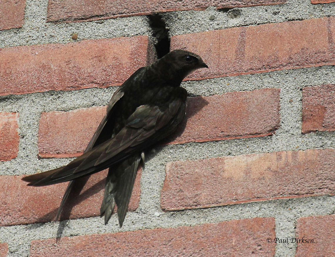 Swift There was a swift&#039;s nest on the east-side of my house, where they occasionally <br />
took there breath for a moment, long enough for me to take a photo. Apus apus,Common Swift,Geotagged,Netherlands,Summer