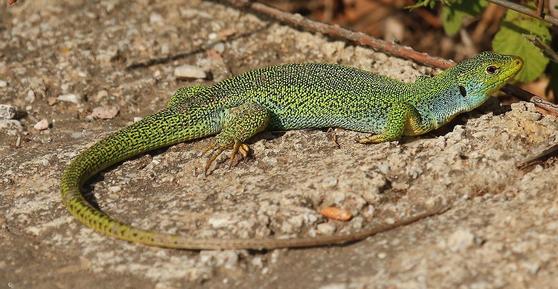 Balkan Green lizard I found this beautiful male at Kavaki Lesvos Greece, obviously he was warming up for the day, and he wasn't shy, he let me approach to the distance of 5 meter.<br />
enough for me to take my photo,  European green lizard,Geotagged,Greece,Lacerta bilineata,Lacerta trilineata,Spring,Western Green Lizard