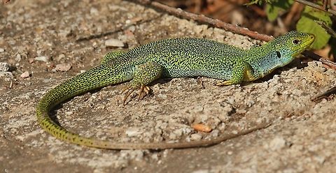 Balkan Green lizard I found this beautiful male at Kavaki Lesvos Greece, obviously he was warming up for the day, and he wasn't shy, he let me approach to the distance of 5 meter.
enough for me to take my photo,  European green lizard,Geotagged,Greece,Lacerta bilineata,Lacerta trilineata,Spring,Western Green Lizard