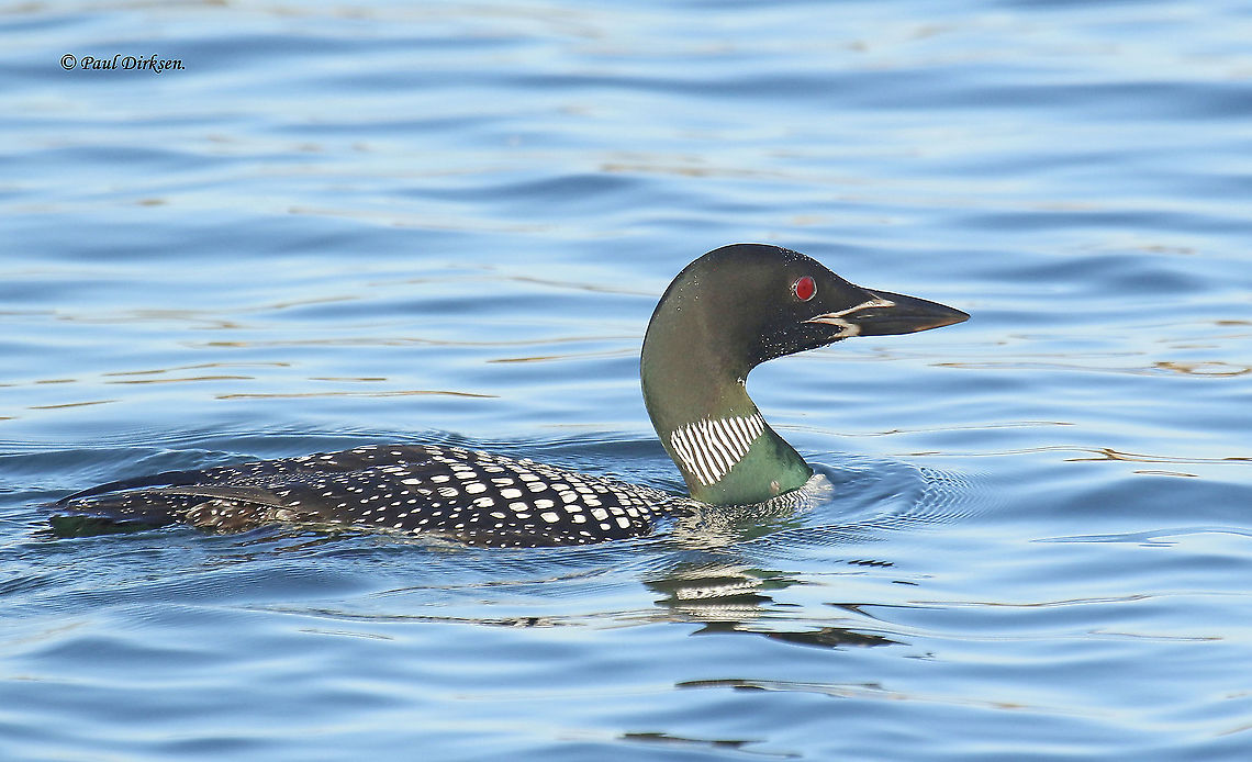 Great northern diver Every once and a while this beauty shows up in the Netherlands, in Winter they are pale gray. This is his Summer plumage. A very rare find, especially inland. Common loon,Fall,Gavia immer,Geotagged,Netherlands