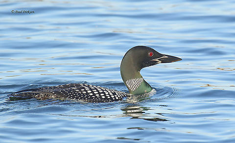 Great northern diver Every once and a while this beauty shows up in the Netherlands, in Winter they are pale gray. This is his Summer plumage. A very rare find, especially inland. Common loon,Fall,Gavia immer,Geotagged,Netherlands