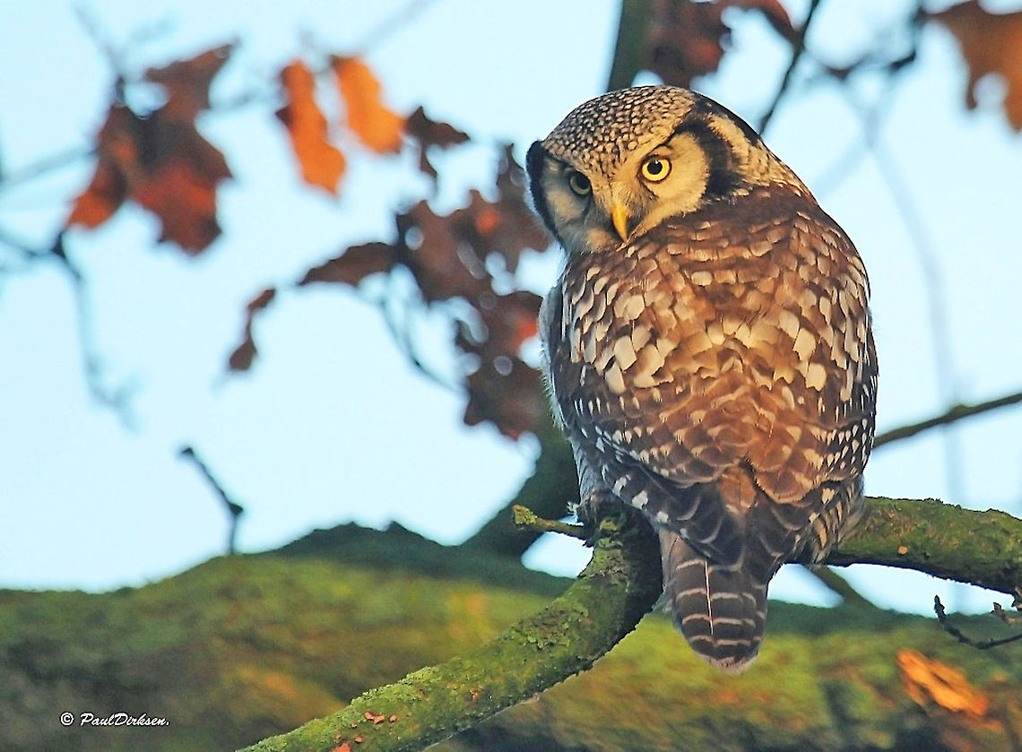 Northern Hawk-Owl bird outside of its range,  vagrant is the right word for it (I hope)<br />
This one stayed for at least several months in Zwolle, the Netherlands Northern hawk-owl,Surnia ulula