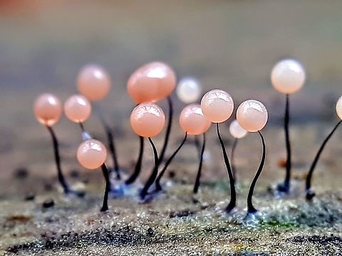 Comatricha nigra Height about 2mm on soaking wet wood, probably oak. Comatricha nigra,Geotagged,Netherlands,Winter