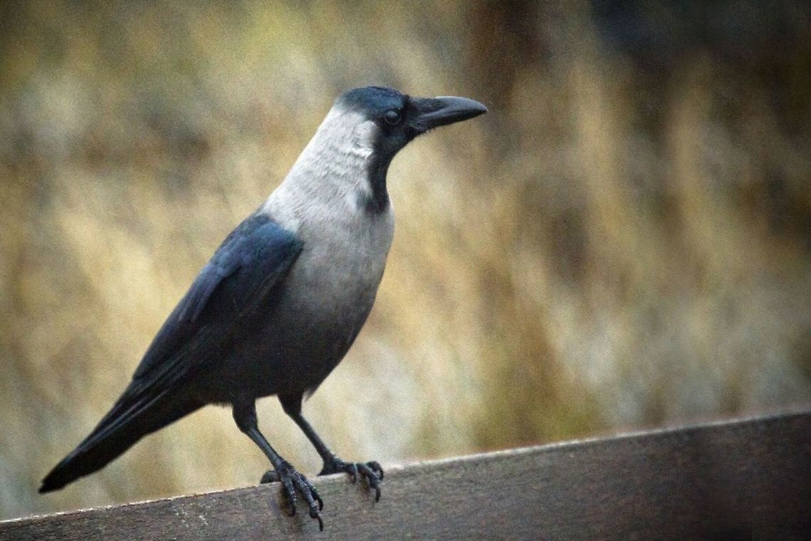 Zugmayer's House Crow (full name: Corvus splendens zugmayeri) This bird was the only one of his kind in Hoek van Holland ( the Netherlands) there where about 30 house crows in that city, the government  decided that they where exotic birds and don&#039;t fit in the Dutch fauna, so they had to go (read, they killed them all) Geotagged,Netherlands,Winter