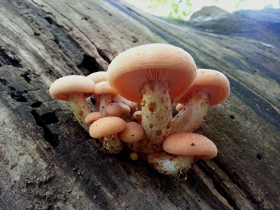 netted Rhodotus, rosy veincap, wrinkled peach; Found this group of mushrooms on a dead beech, watch the guttation drops, that is to remove excess moisture. Fall,Geotagged,Netherlands,Rhodotus palmatus,Wrinkled peach