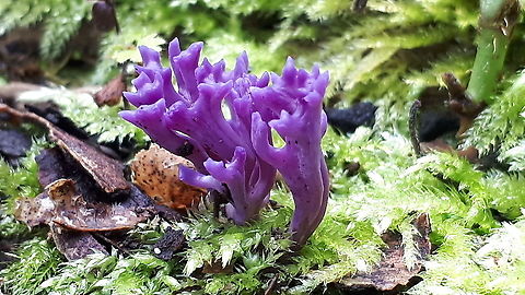 Ramariopsis pulchella