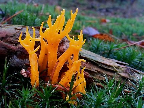 Yellow stagshorn. Found on rotten pine stumps, is not a  relative of the coral fungi but a separate family. Calocera viscosa,Yellow stagshorn