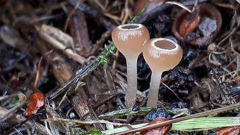 Catkin cup In Dutch this one is called 'Elzenkatjesmummiekelkje' you can find them on the male fruits from last year, on the right time and place of course . Ciboria amentacea,Geotagged,Netherlands