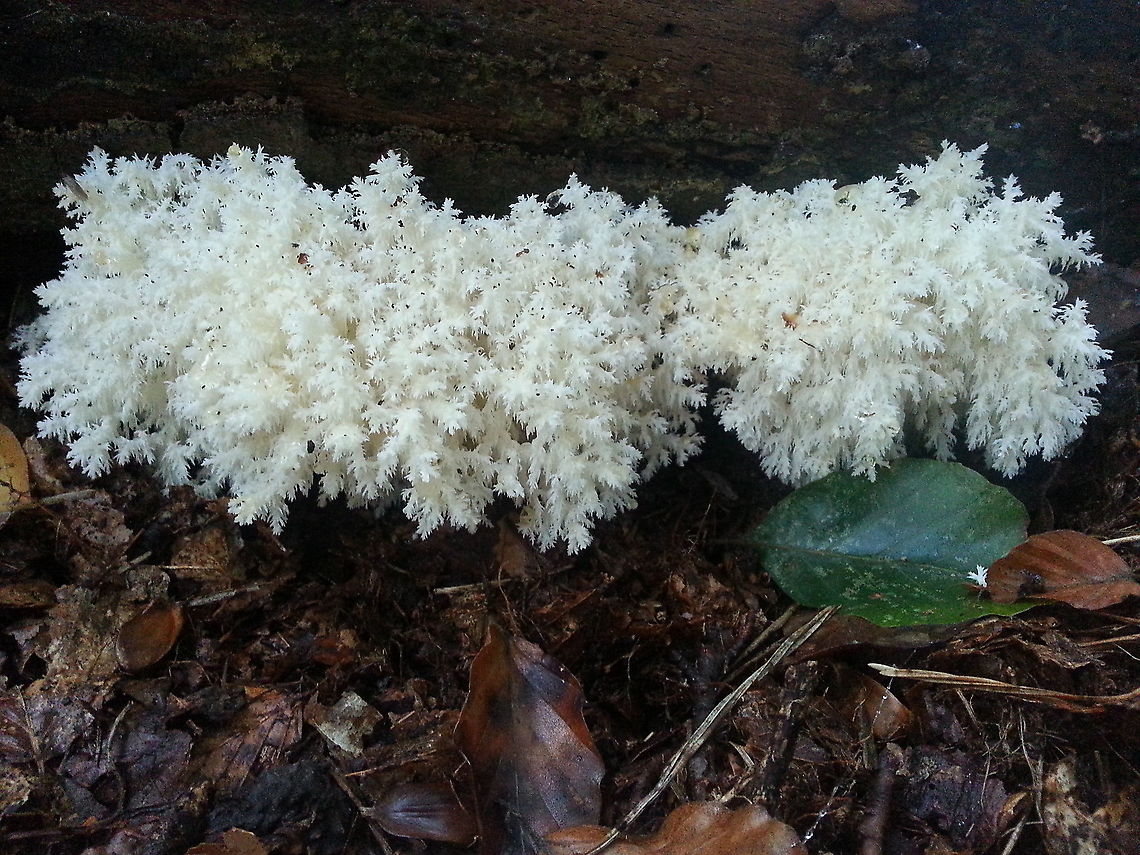 Coral tooth fungus Walking in the woods almost every day, then suddenly you find this out of this World fungi, it makes me jump from joy. Fall,Geotagged,Hericium coralloides,Netherlands