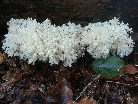 Coral tooth fungus Walking in the woods almost every day, then suddenly you find this out of this World fungi, it makes me jump from joy. Fall,Geotagged,Hericium coralloides,Netherlands
