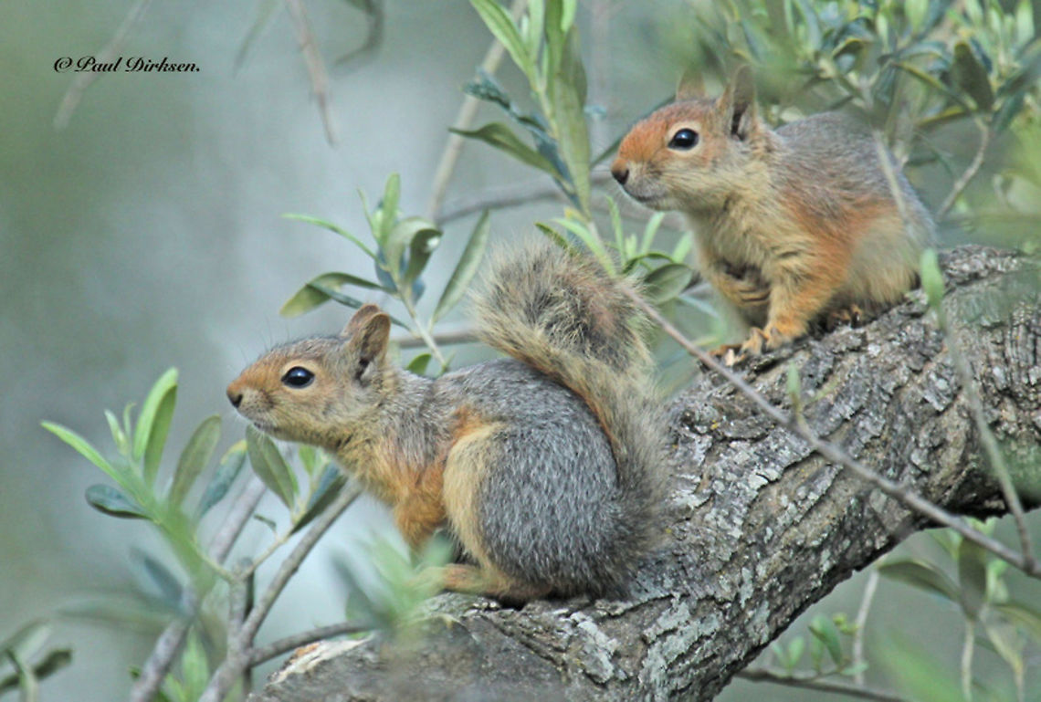 Persian squirrel Close to the village of Napi on the Island of Lesvos Greece we saw two Persian squirrels in an olive tree, they where fooling around. Caucasian squirrel,Sciurus anomalus