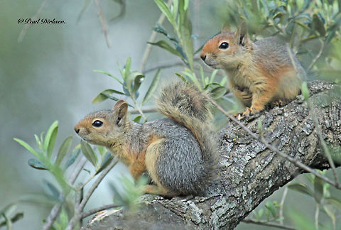 Persian squirrel Close to the village of Napi on the Island of Lesvos Greece we saw two Persian squirrels in an olive tree, they where fooling around. Caucasian squirrel,Sciurus anomalus