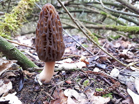 Black Morel It took me at least 3 hours to find this morel, the woods at the Flevopolder province  are so expanded that you got lost very easily , anyway, I finally found this one, and my way back. Geotagged,Morchella conica,Netherlands,Spring