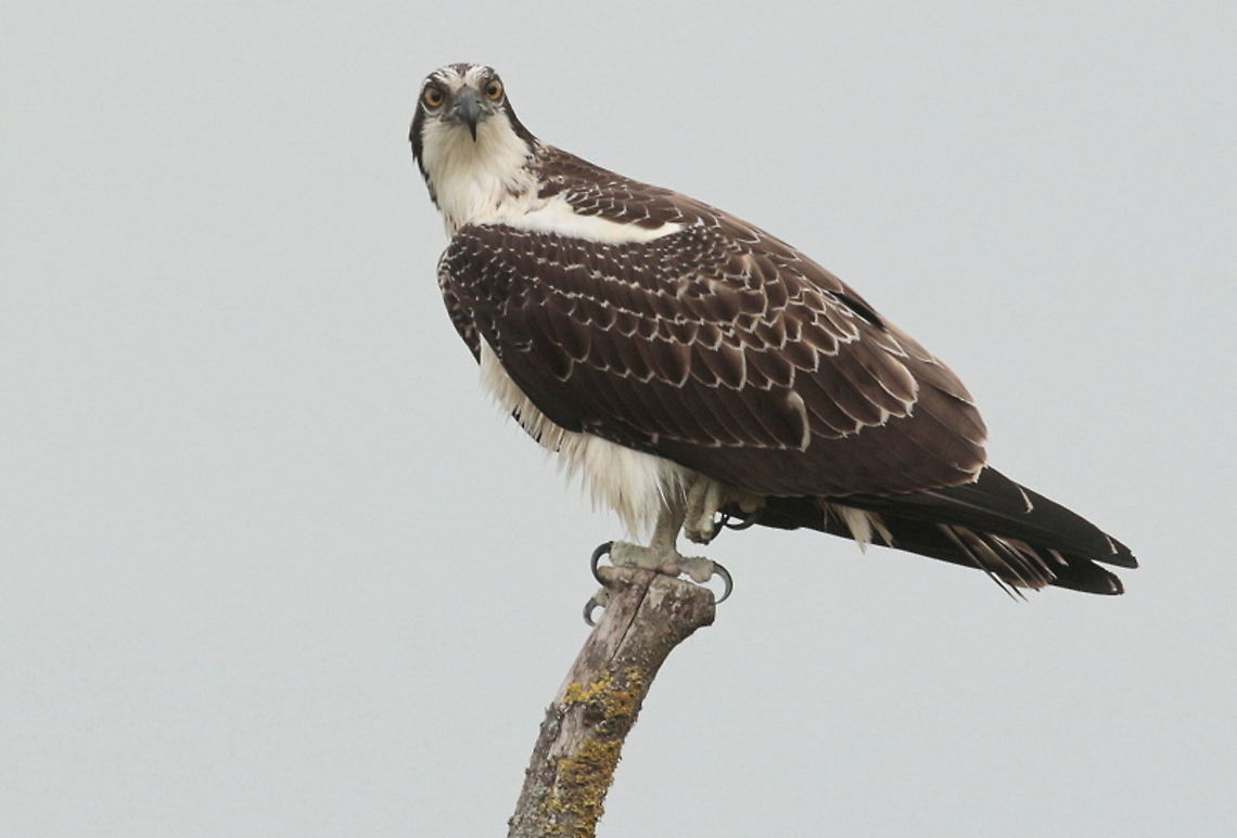 Osprey Lets be honest, I took this photo from a hide, without it, no photo. Osprey,Pandion haliaetus