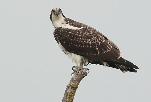 Osprey Lets be honest, I took this photo from a hide, without it, no photo. Osprey,Pandion haliaetus