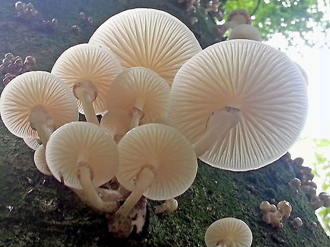 Porcelain fungus Found on a dead beech, hundreds of these fungi in all stadia , just love the almost look true caps, the color is kinda ivory. Geotagged,Netherlands,Oudemansiella mucida,Porcelain fungus,Summer