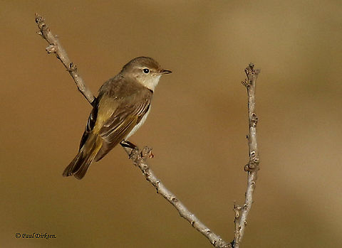 Eastern Bonelli's Warbler. Spotted this little rarity at the Ipsalou monastery on Lesvos Greece, an English man on the Island told me, it was the first time it was seen on the Island Eastern Bonelli's warbler,Phylloscopus orientalis