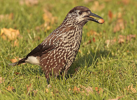 Nutcracker Last year we had this bird in a residential area in a small town called Wageningen, he stayed there for at least 5 months, it was obviously a wander or winterguest. Nucifraga caryocatactes,Spotted Nutcracker