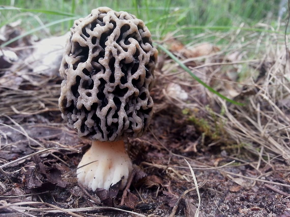 No name Morel. Another rare morel member, just couldn&#039;t find the English name for it. in Dutch it is called &#039;hersenkronkelmorielje&#039; Geotagged,Morchella vulgaris,Netherlands,Spring