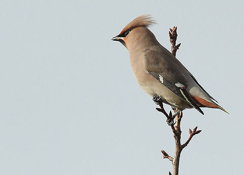 Bohemian Waxwing Winter migrant in the Netherlands, when the winters are extreem up North Bohemian Waxwing,Bombycilla garrulus