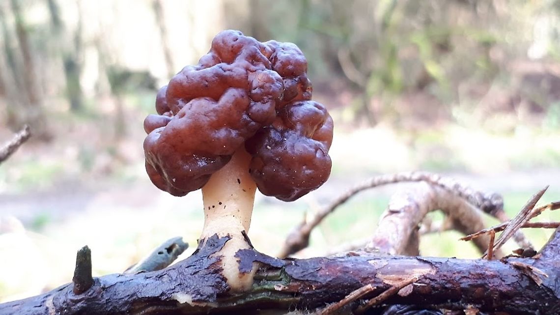 False morel This spring mushroom is highly toxic,  you can find them in pine forests usually on soil, obvious they can&#039;t read so this one used a little branch to grow on. False Morel,Geotagged,Gyromitra esculenta,Netherlands