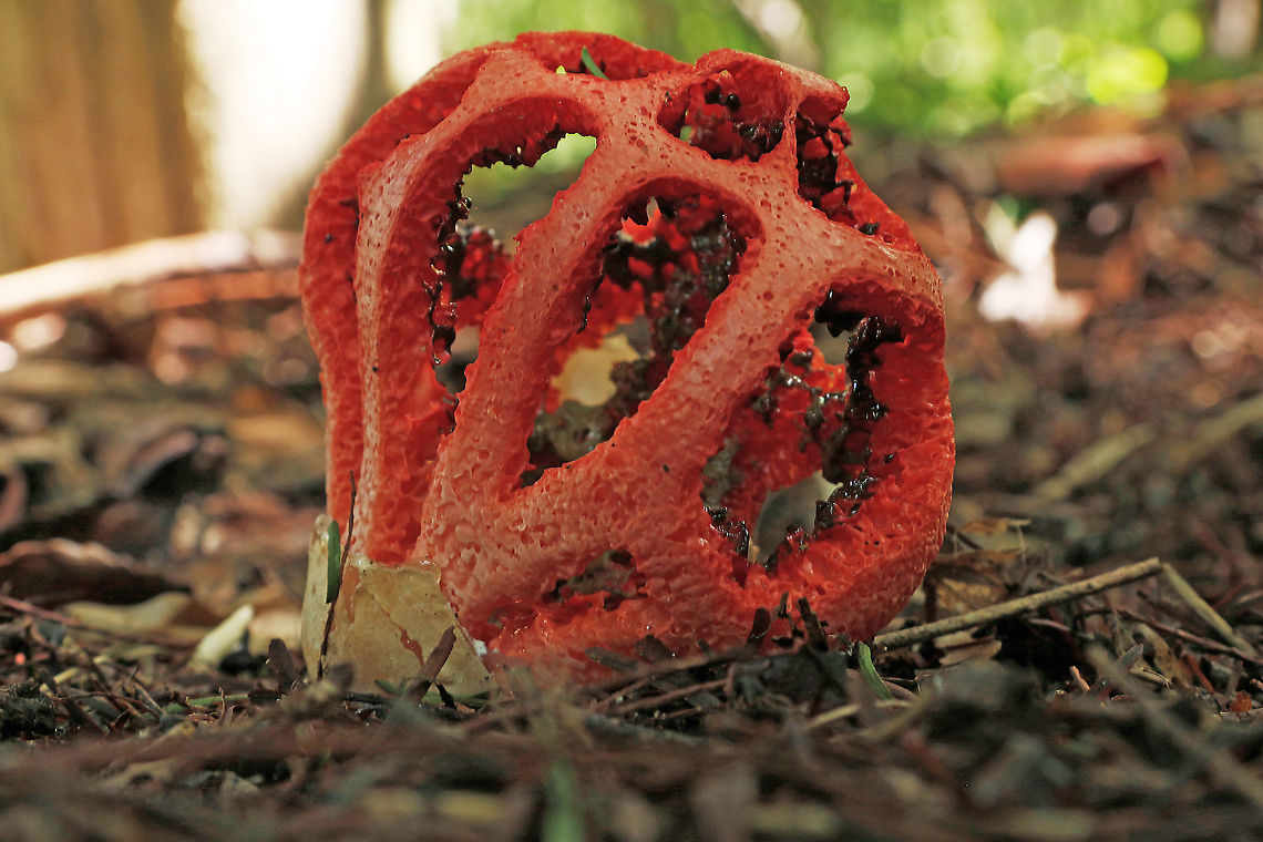 Lantern stink horn Believe it or not, this beauty grew in a Dutch zoo, called Blijdorp, in Rotterdam.<br />
like other mushrooms they return on a yearly basis, it grows onder black bamboo. Clathrus ruber