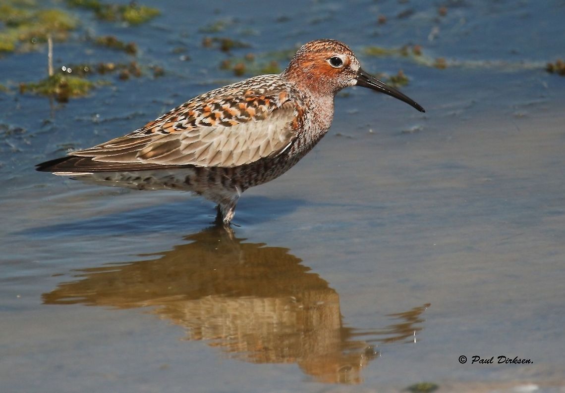 Curlew Sandpiper. Came across the bird at the salt pans near Kalloni Lesvos Greece.<br />
we used our car as a hide, it really works. Calidris ferruginea,Curlew sandpiper,Geotagged,Greece,Spring