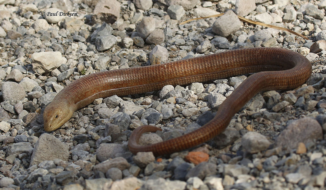 Scheltopusik, legless lizard or European glas lizard I came across this approximately 1meter long lizard at Meladia valley on Lesvos Greece. it&#039;s the longest legless lizard in the World. Pseudopus apodus,Sheltopusik