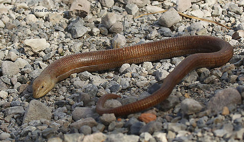 Scheltopusik, legless lizard or European glas lizard I came across this approximately 1meter long lizard at Meladia valley on Lesvos Greece. it's the longest legless lizard in the World. Pseudopus apodus,Sheltopusik