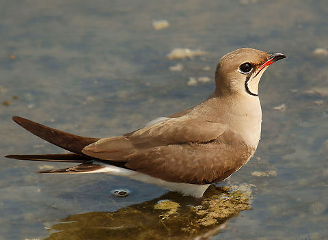 Collared Pratincole. At the salt pans near Kalloni on the Island of Lesvos Greece, this lovely bird wanted me to take his photo, never seen them so close, good enough for me. Glareola pratincola,collared pratincole