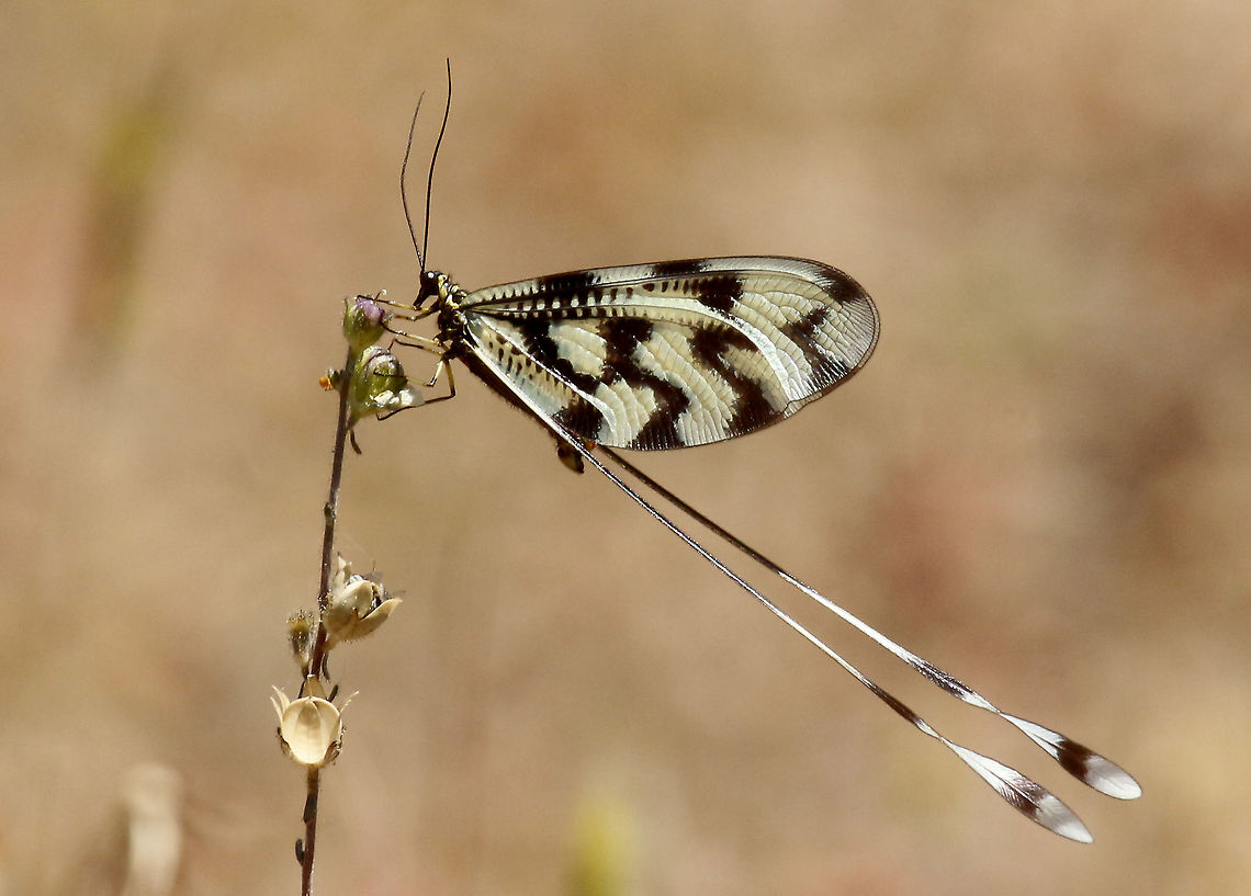 Spoon-winged lacewing Took this photo at the Perasma reservoir near Petra on the beautiful Island of Lesvos Greece. Probably Nemoptera sp. Nemoptera,Nemoptera sinuata,Nemopteridae,Neuroptera,Spoon-winged lacewing