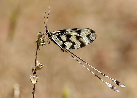 Spoon-winged lacewing Took this photo at the Perasma reservoir near Petra on the beautiful Island of Lesvos Greece. Probably Nemoptera sp. Nemoptera,Nemoptera sinuata,Nemopteridae,Neuroptera,Spoon-winged lacewing