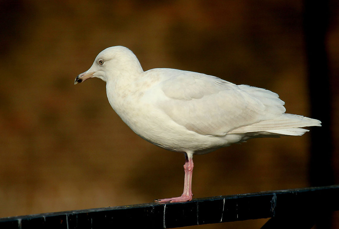 Glaucous Gull Spotted in Amsterdam (sloten) among other gulls, impossible to over look, he was twice as big as the other gulls. Fall,Geotagged,Glaucous gull,Larus hyperboreus,Netherlands